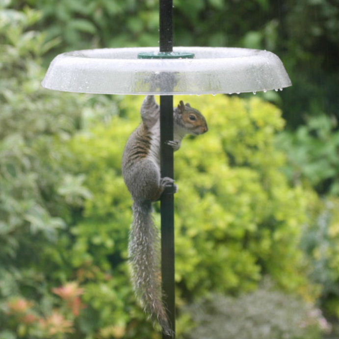 Grey Squirrel pole dancing
