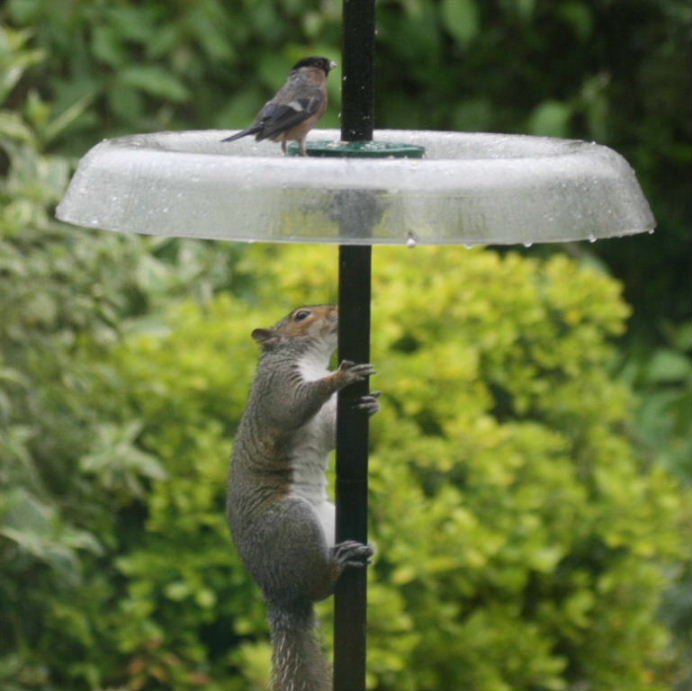 Grey Squirrel pole dancing