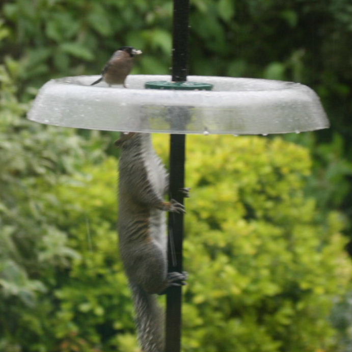 Grey Squirrel pole dancing