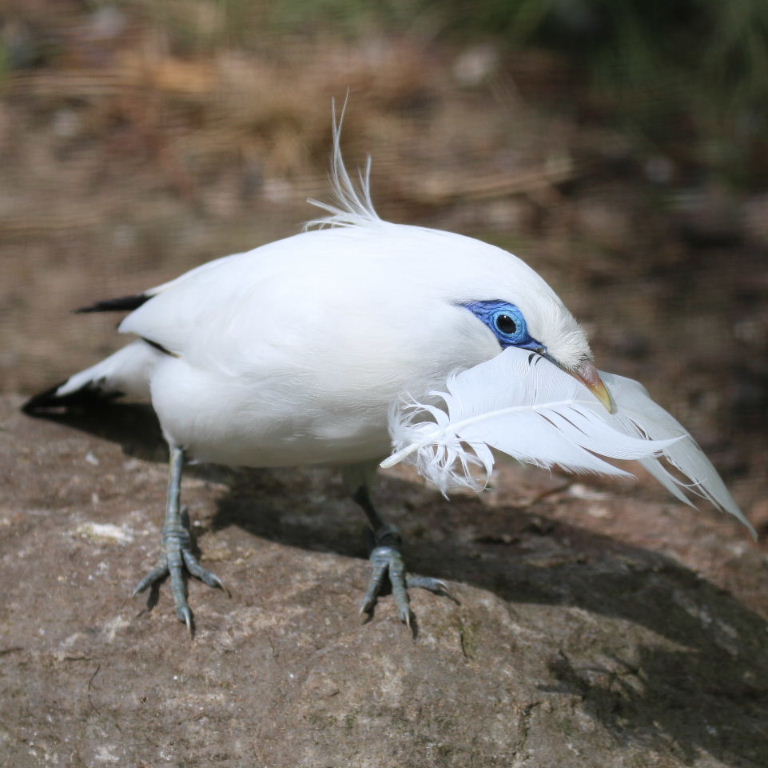Bali Starling with feather