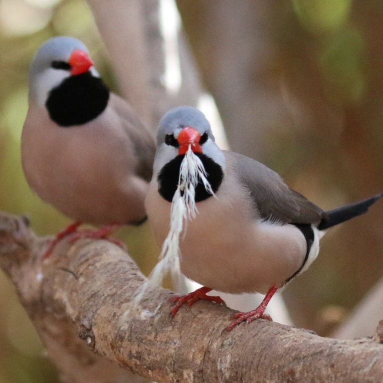 Finches with nesting