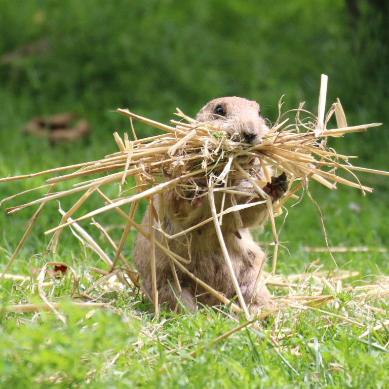 Prairie dog with straw