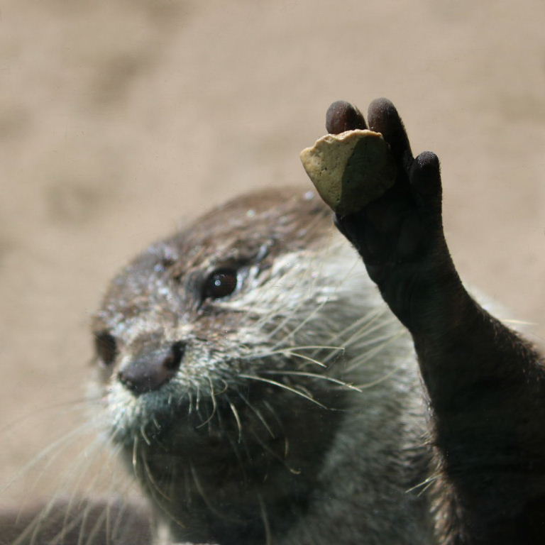 Otter with stone