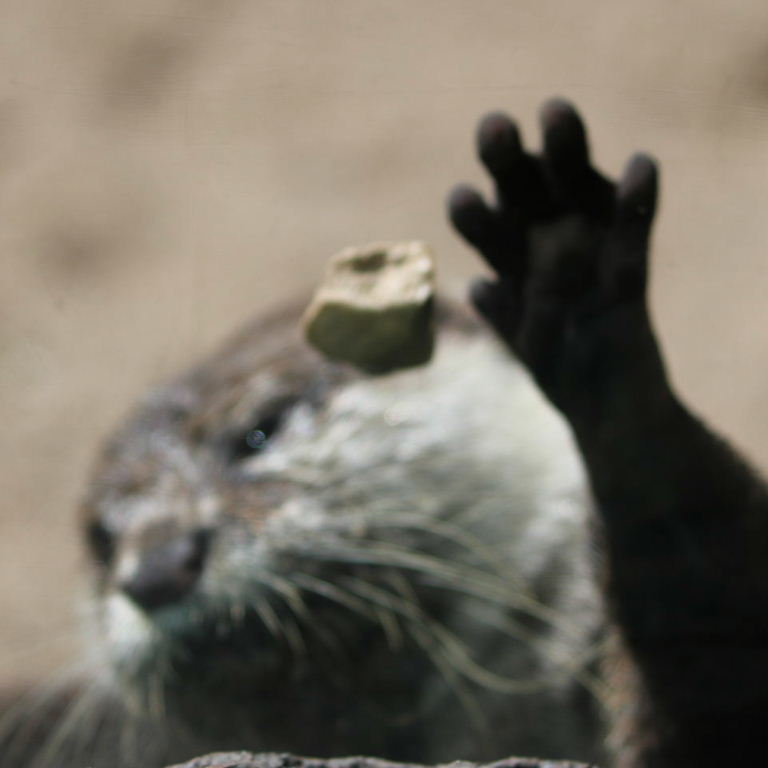 Otter bowls