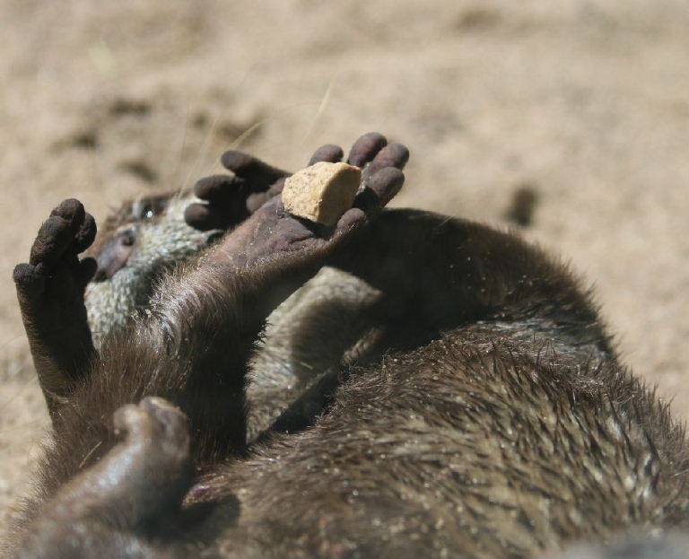 Otter juggling