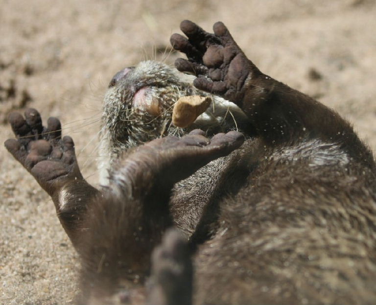 Otter juggling