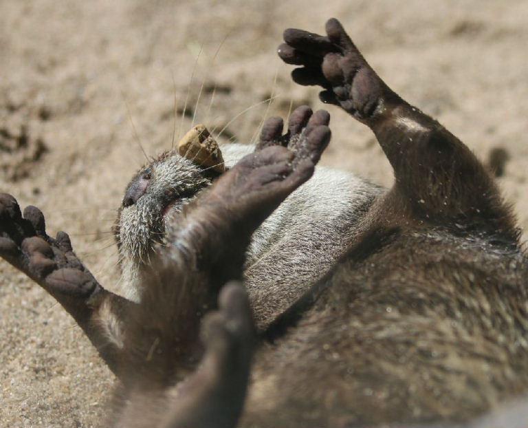 Otter juggling