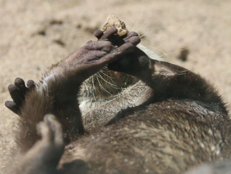 Otter juggling