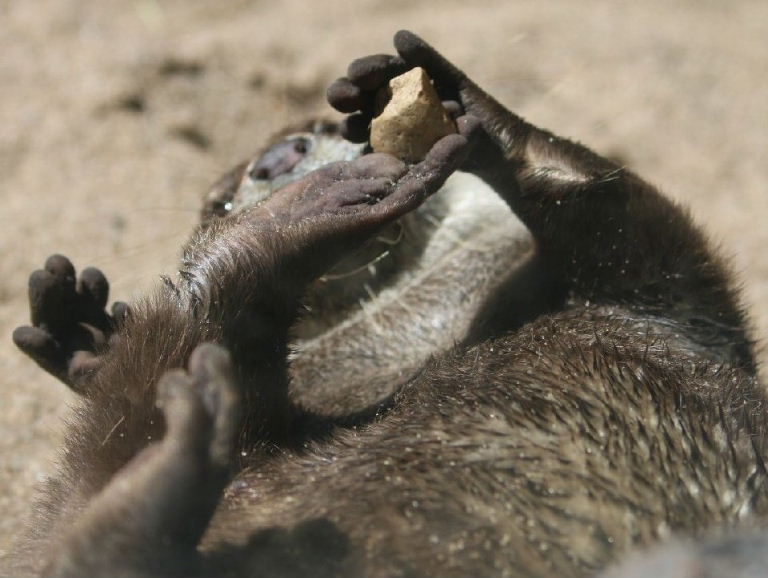 Otter juggling