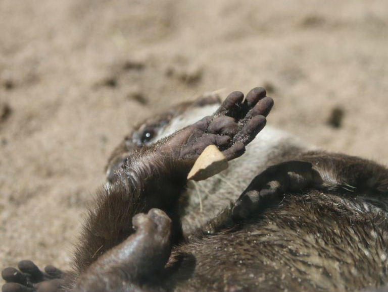 Otter juggling