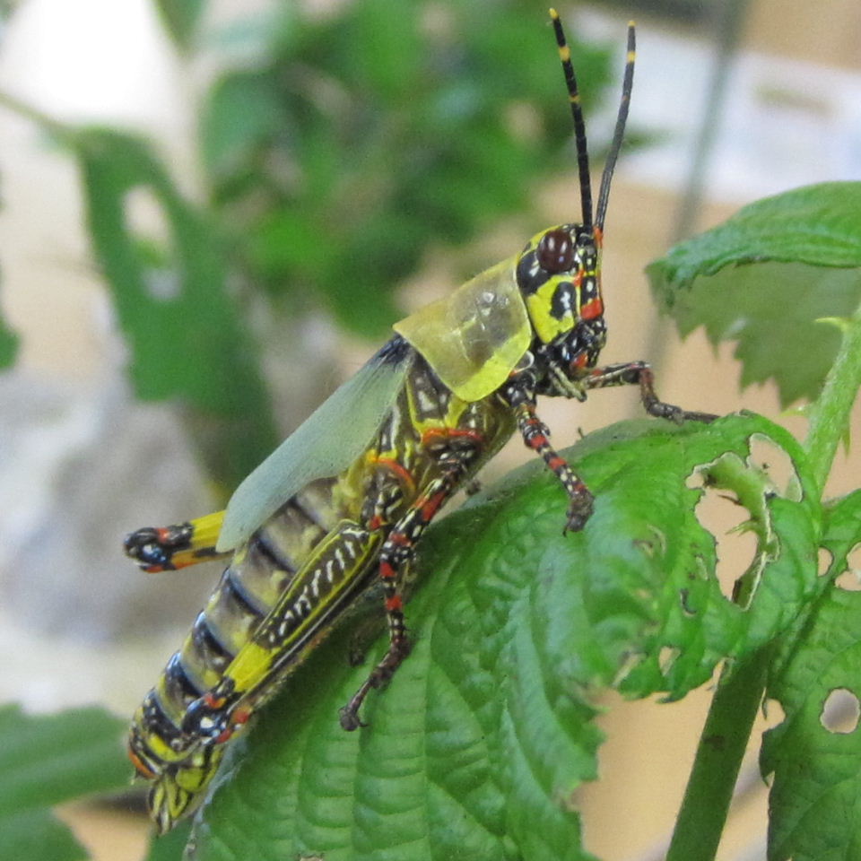 Painted Grasshopper