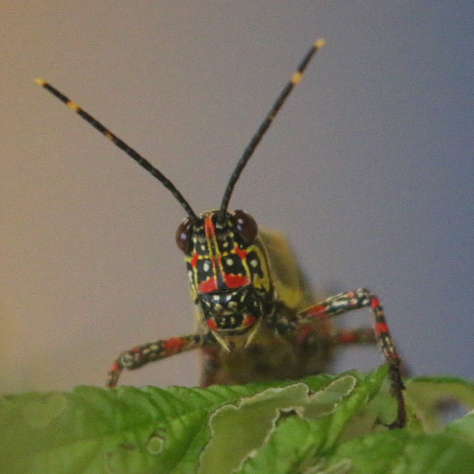 Grasshopper in face protector