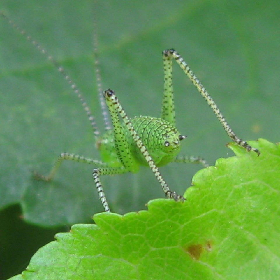 Speckled Bush Cricket
