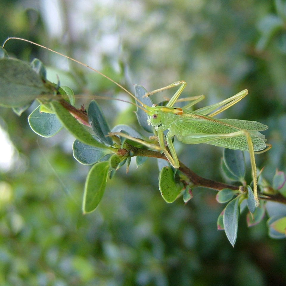 Oak Bush Cricket