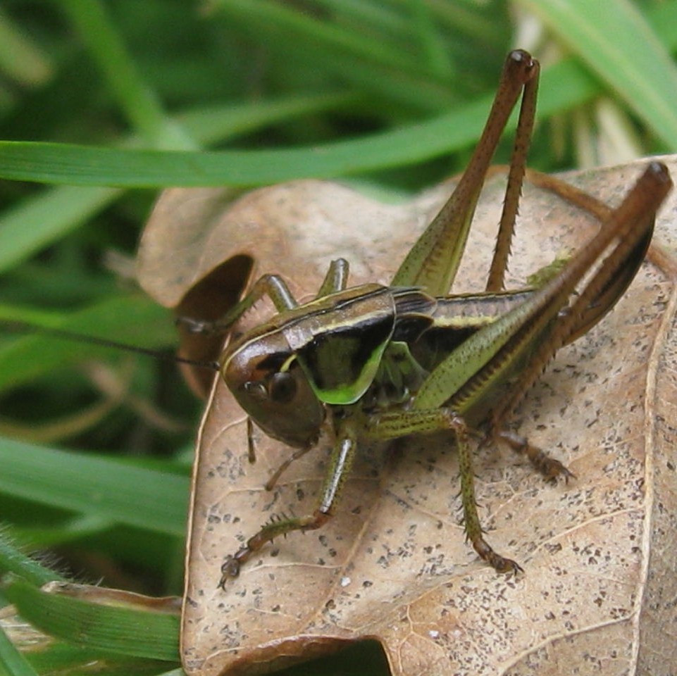 Roessel's Bush Cricket