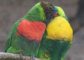 Lory traffic lights