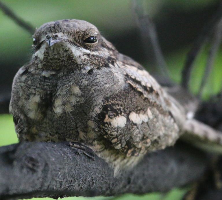 Nightjar