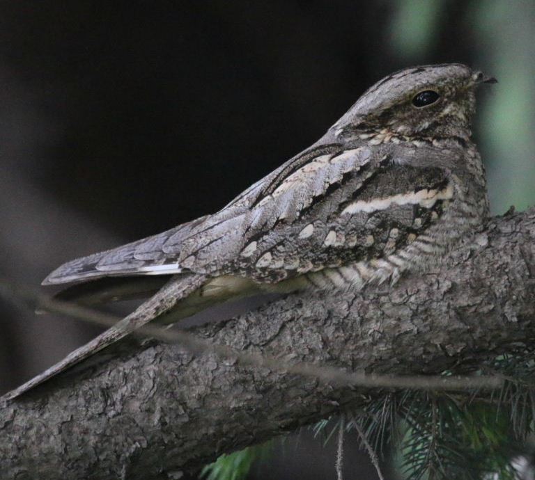 Nightjar