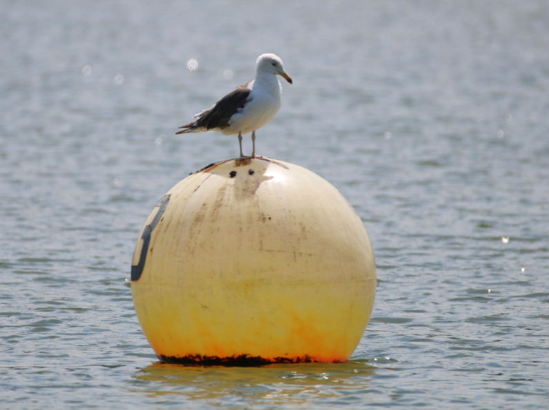 only gull in the world