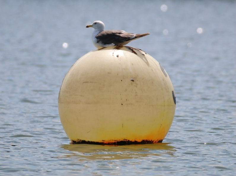 only gull in the world