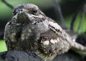 Nightjar