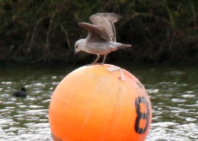 Gull and Buoy