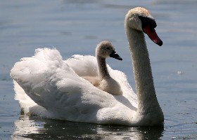 Swan Upping