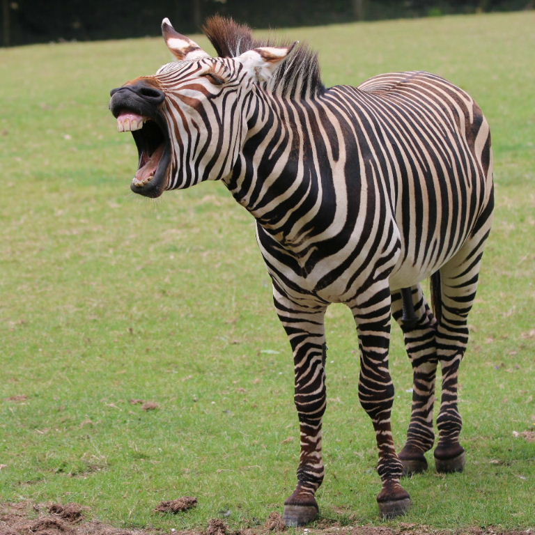 Zebra laughing