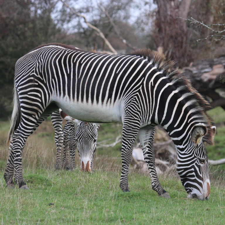 Grevy zebra