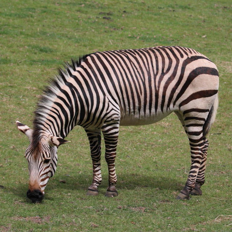 Mountain zebra