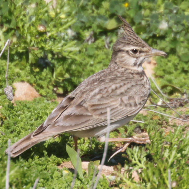 Spurred into larking about