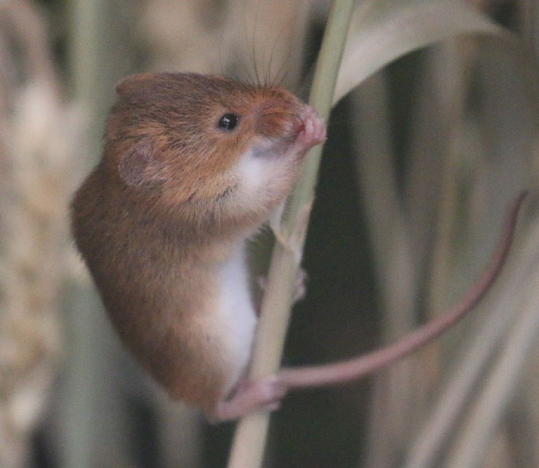 Harvest mouse