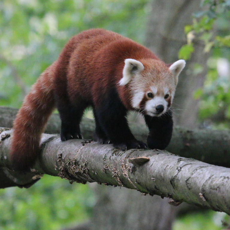 Red Panda