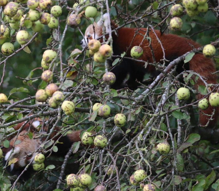 Apple harvest