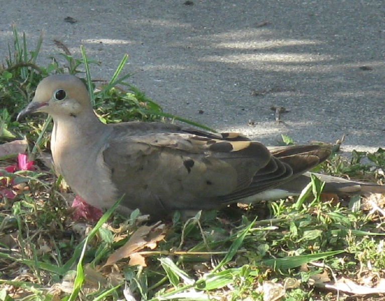 Mourning Dove