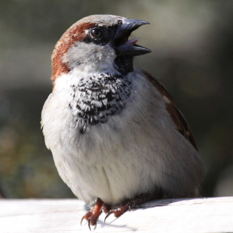 House Sparrow