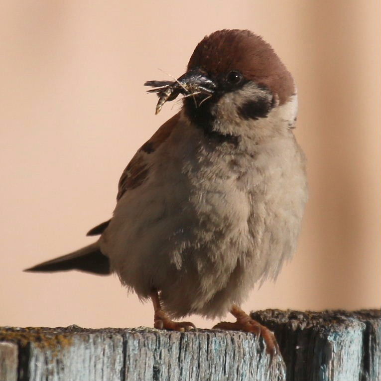 Tree Sparrow with bow and arrow