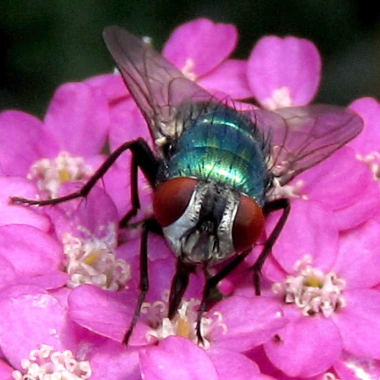 Greenbottle