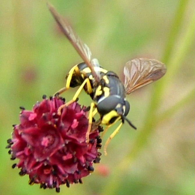 Hoverfly