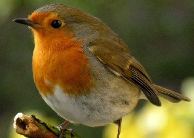 Robin