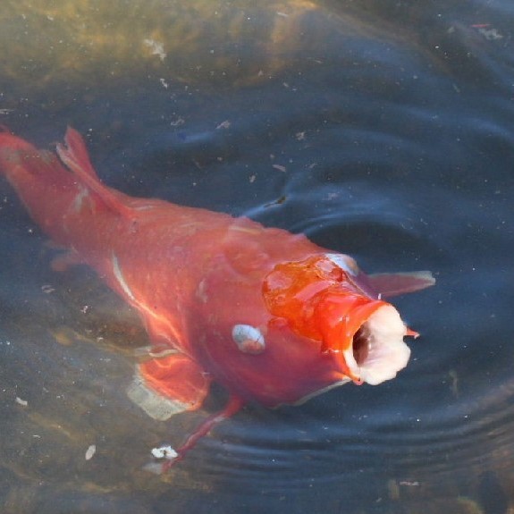 Koi Carp