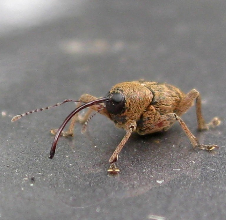 Weevil with thread and needle
