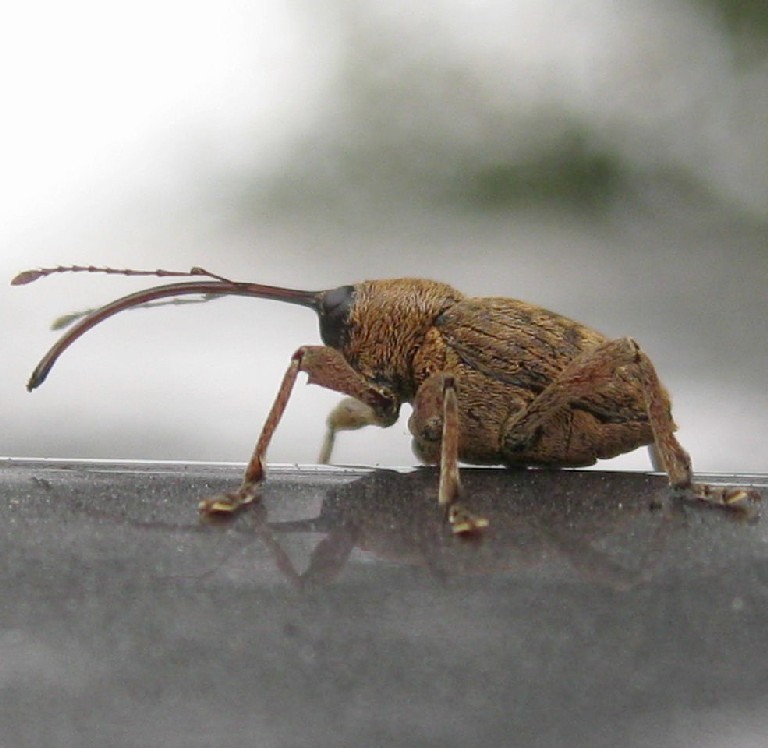 Weevil with thread and needle