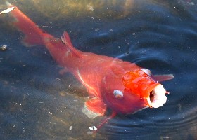 Koi carp