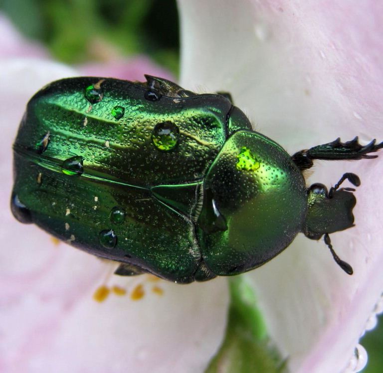 Rose chafer
