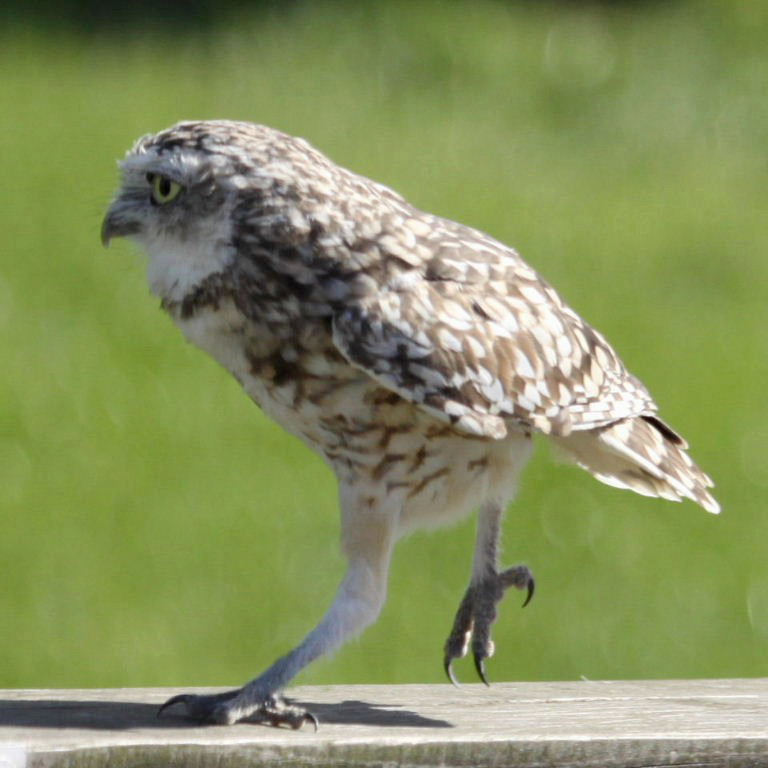 Burrowing Owl
