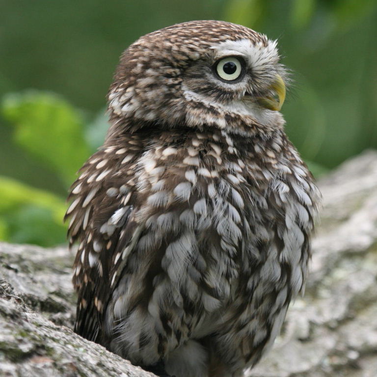 Little Owl