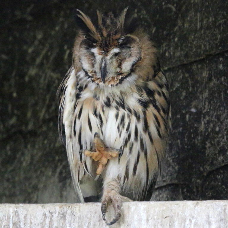 Striped Owl