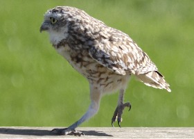 Burrowing Owl