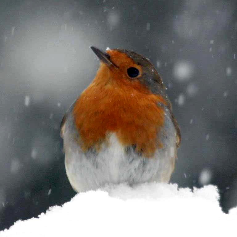 robin in snow
